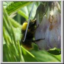 Bombus pratorum - Wiesenhummel m01.jpg